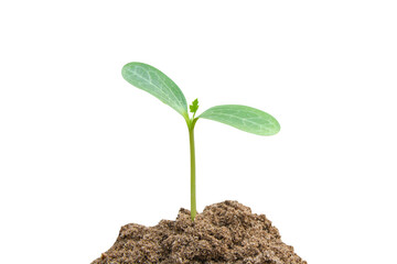 Green sprout growing, young plant from soil isolated on white background with clipping path
