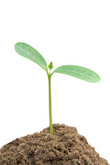 Green sprout growing, young plant from soil isolated on white background with clipping path