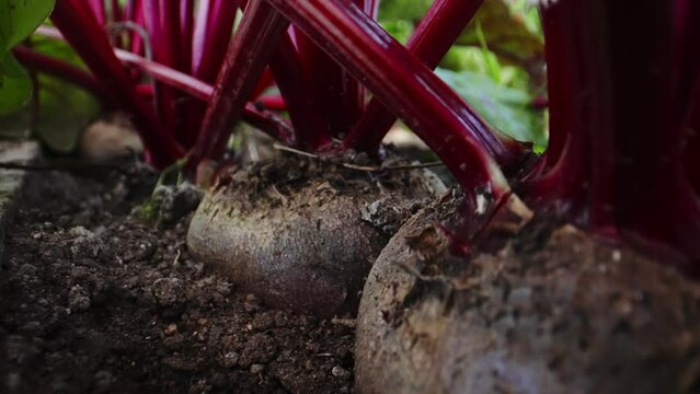 Beetroot root in a vegetable greenhouse.