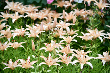 Yellow lily flowers in the summer garden