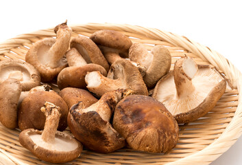 生椎茸のアップ画像
