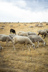 Brebis qui broute de l'herbe sous la canicule en Espagne à Cervera de Buitrago