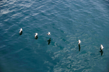Group of Pelicans flying in line closely above water surface of ocean sea near Ushuaia, Patagonia...