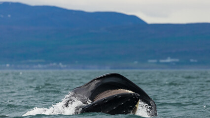 Humpback whales in Iceland, summer feeding ground, lunge feeding on the side 