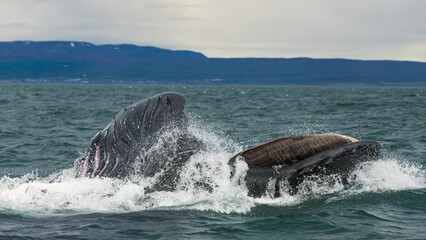 Fototapeta premium Humpback whales in Iceland, summer feeding ground, lunge feeding on the side 