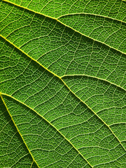 close up green leaf of Bastard teak ( Butea monosperma )