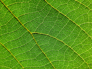 close up green leaf of Bastard teak ( Butea monosperma )