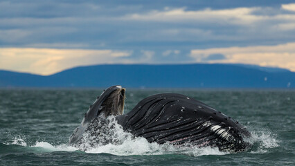 Humpback whales in Iceland, summer feeding ground, lunge feeding on the side 