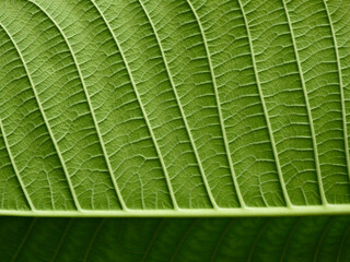 under the close up green leaf texture of Golden gardenia tree ( Gardenia sootepensis Hutch )