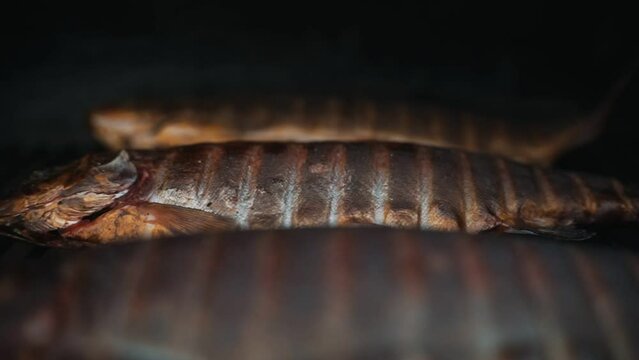 Rainbow trout smoked on grill bbq.