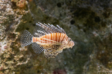Naples Aquarium Anton Dorn is the oldest aquarium in all of Italy. Red lionfish is a fish of the scorpion family.