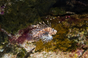 Naples Aquarium Anton Dorn is the oldest aquarium in all of Italy. Red lionfish is a fish of the scorpion family.