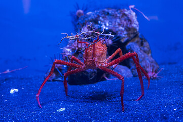In an aquarium with blue light, a red crab is holding a twig.