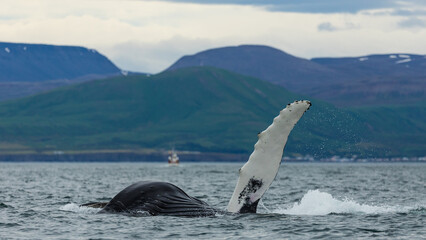 Obraz premium Humpback whales in Iceland, summer feeding ground, lunge feeding on the side 