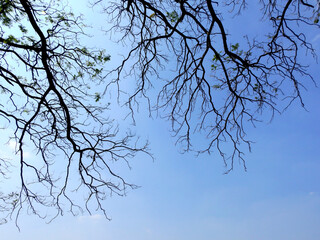 branch of tree silhouette with blue sky background