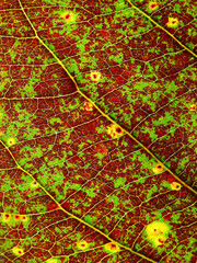 Obraz premium close up autumn leaf texture, Sea almond leaf ( Terminalia catappa L. )