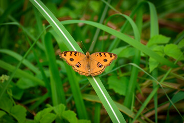 Peacock Pansy butterfly, Beautiful Peacock Pansy Butterfly on leaves, Beautiful Butterfly