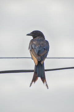 Bronze Drongo bird (Dicrurus aeneus) on electric wire black Drongo