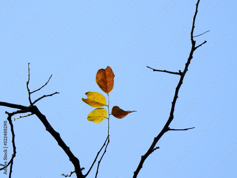 Sticker autumn leaf on silhouette branch with blue sky background