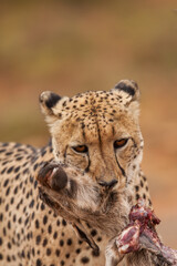 cheetah in the grass