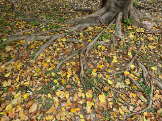 root of banyan tree on the ground with yellow autumn leaf