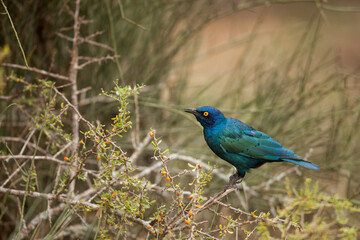 starling