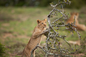 lion cub in the grass