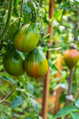 Sweet juicy red, yellow and green tomatoes ripening on a branch in a greenhouse