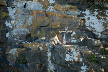 leopard stone wall