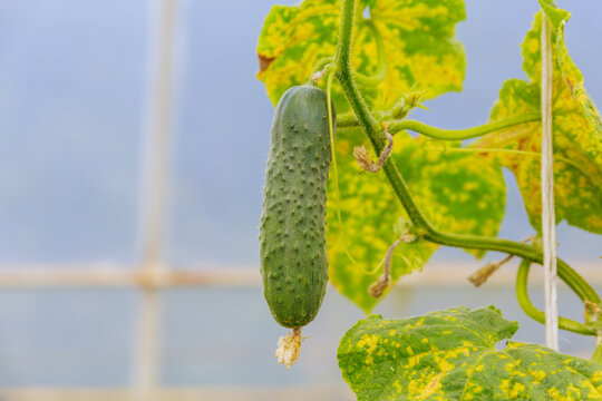 Green cucumber on the background of a greenhouse.