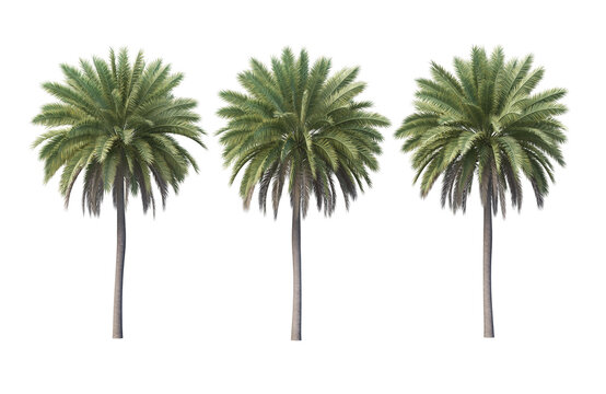 palm and coconut on a transparent background
