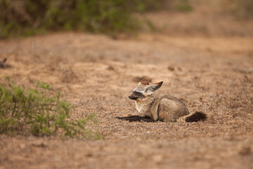 Bat eared fox on the ground