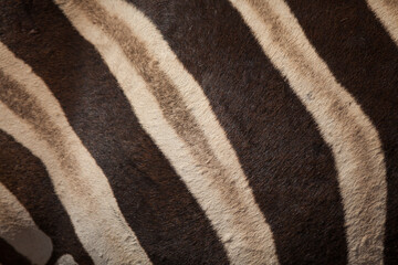 zebra skin texture