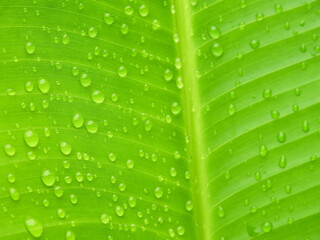 water drops on green banana leaf texture, macro shot of nature