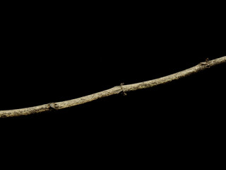 dry branch on black background