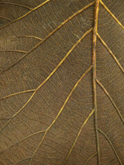 close up wet dry autumn leaf texture ( teak leaf )