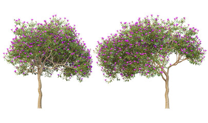 Obraz premium Trees with pink blossoms on a transparent background