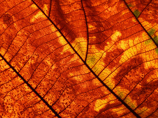 autumn brown leaf texture ( teak leaf )