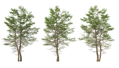 Tree on transparent background