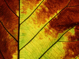 autumn colorful leaf texture ( teak leaf )