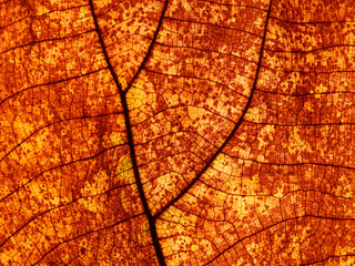 autumn brown leaf texture ( teak leaf )