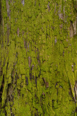 苔むした木の幹の背景素材