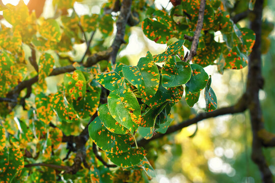 Rust fungus on pear leafs. Pear tree disease, Gymnosporangium sabinae, infected leaves. Trellis rust of pear. Pear tree disease, rust spots cover green leaves, fungal infection.Tree disease problems