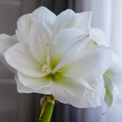 Fototapeta na wymiar Beautiful blooming white amaryllis with blurred window in background. 
