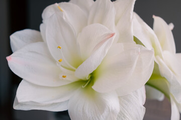 Obraz na płótnie Canvas Beautiful blooming white amaryllis on the blurred gray background. 