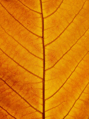 Naklejka na ściany i meble close up yellow leaf texture, autumn season