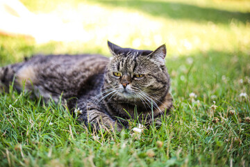 Naklejka na ściany i meble A dark-colored cat lies on the green grass on a sunny summer day