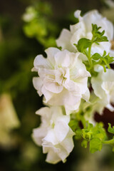White flowers in the garden in summer closeup. Vertical style