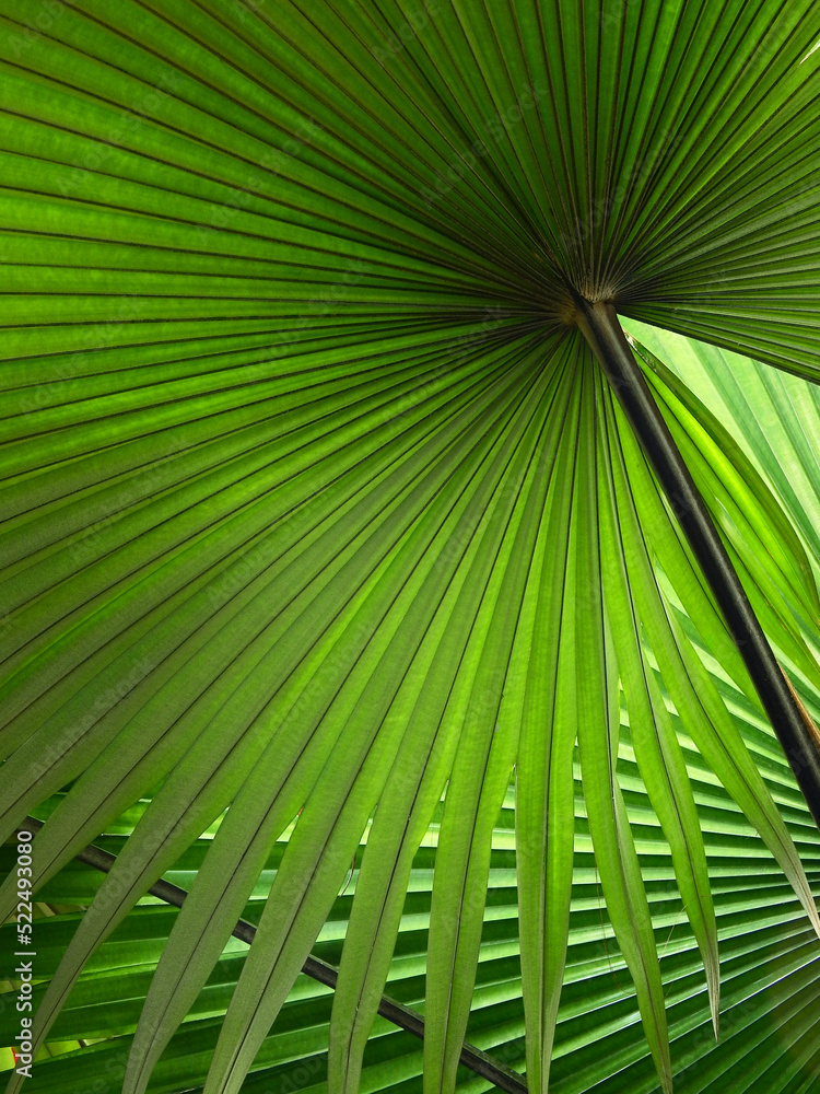 Poster green palm leaf of white backed palm (Kerriodoxa elegans)