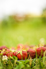 Fresh strawberries on a transparent plate in the green grass on a summer sunny day. Vertical style